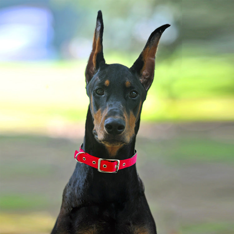 Adjustable Nylon Dog Collars-3