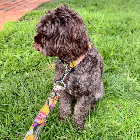 The 'Green Bush Banksia Flowers' Dog Lead - Fluffy Tales