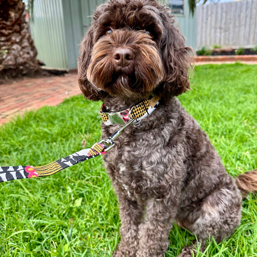 The 'White Tulip Flowers' Dog Collar Bundle - Fluffy Tales